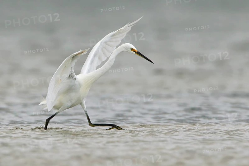 Little Egret (Egretta garzetta) foraging, Victoria, Australia