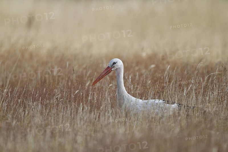 White Stork (Ciconia ciconia) foraging, North Rhine-Westphalia, Germany