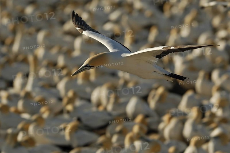 Cape Gannet (Morus capensis), Lamberts Bay, South Africa
