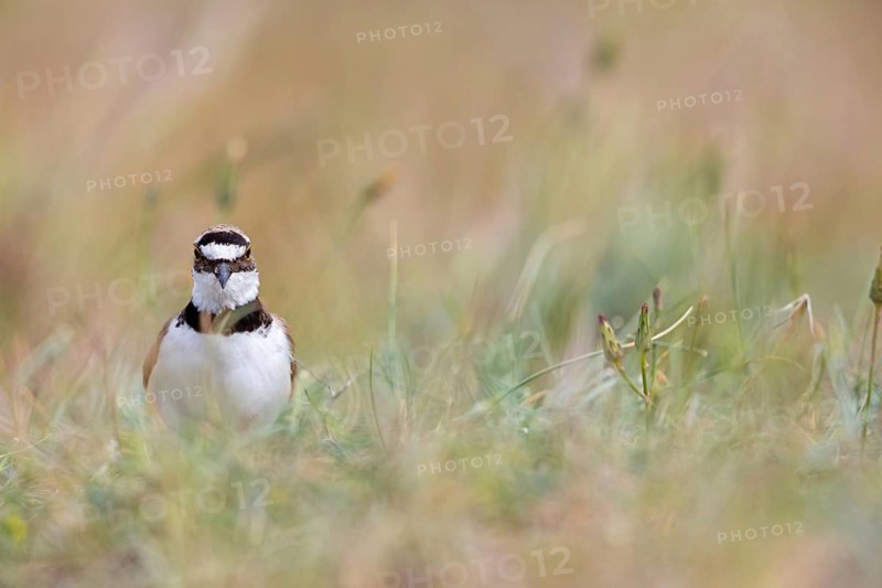 Little Ringed Plover, Little Ringed Plover, (Charadrius dubius), plover family, biotope, foraging, Lesbos, Lesbos Island, Greece