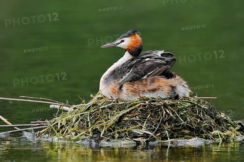 Great Crested Grebe (Podiceps Scalloped ribbonfish) sitting on its nest, North Rhine-Westphalia, Germany