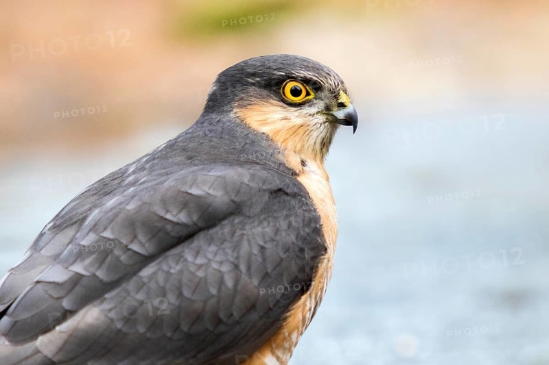 Eurasian Sparrowhawk (Accipiter nisus) male at a waterhole, Madrid, Spain