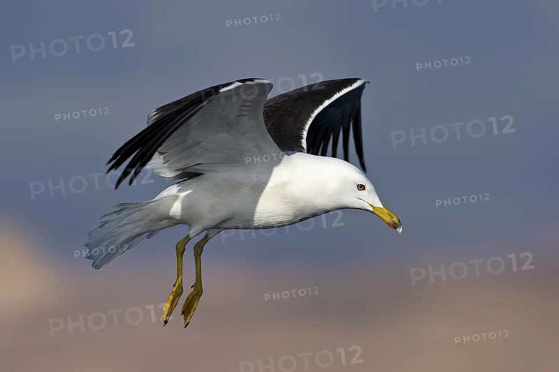Lesser Black-backed Gull (Larus fuscus) flying, Eilat, Israel