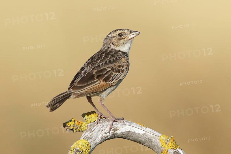 Horsfield's Bush Lark (Mirafra javanica) perched on a branch, Victoria, Australia