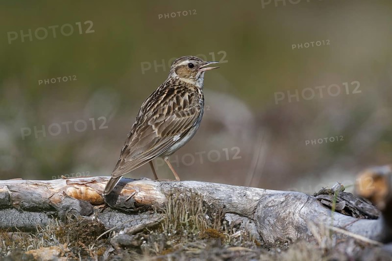 Woodlark (Lullula arborea) singing, Brandenburg, Germany