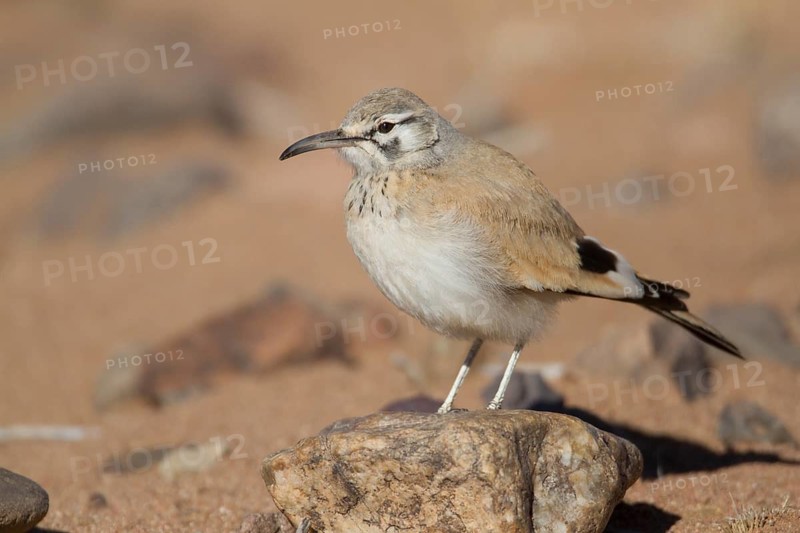 Greater Hoopoe-Lark (Alaemon alaudipes) female, Morocco