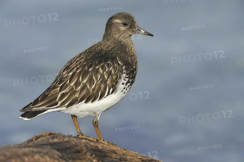 Black Turnstone (Arenaria melanocephala), British Columbia, Canada