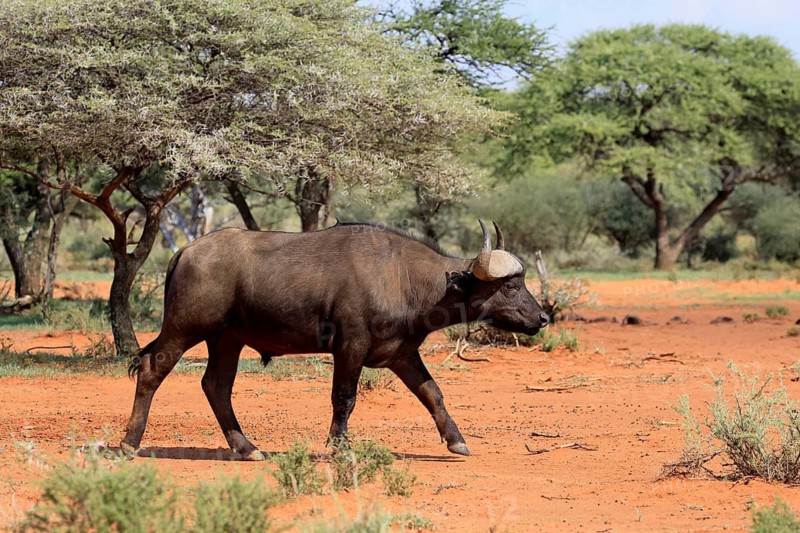 Cape buffalo (Syncerus caffer), adult, foraging, running, Mokala National Park, Northern Cape, South Africa