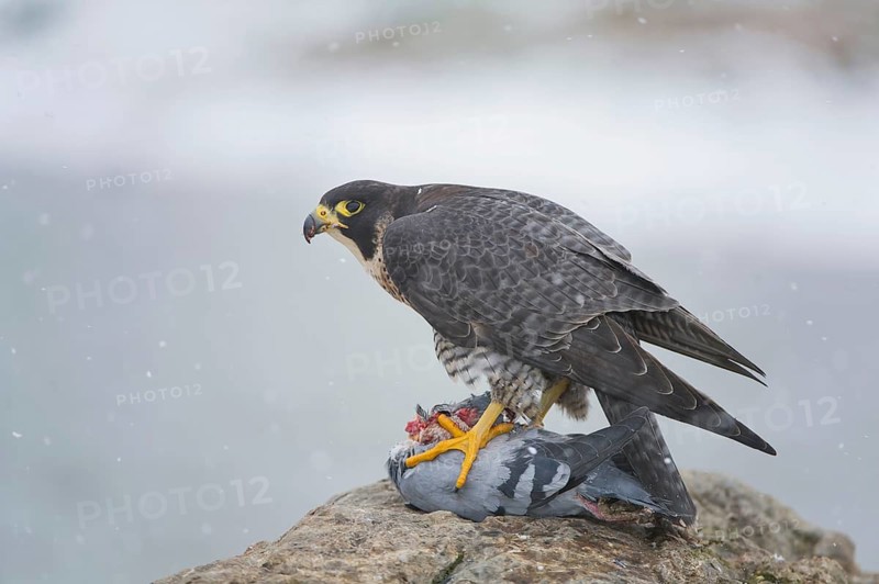 Peregrine Falcon (Falco peregrinus) female, Saxony, Germany