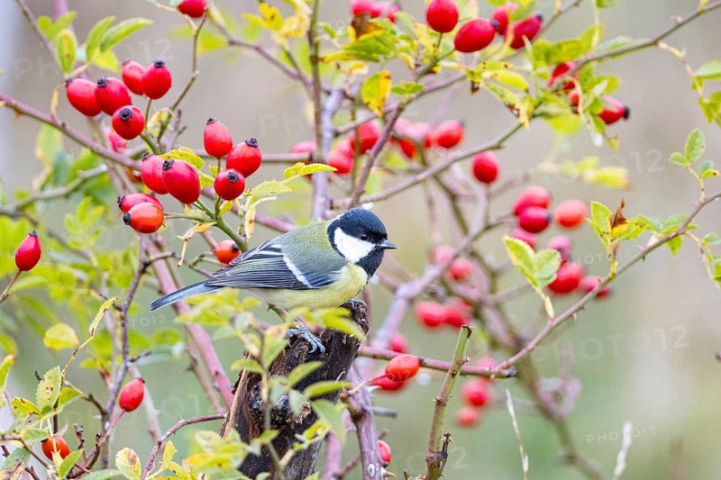 Great tit (Parus major) Germany