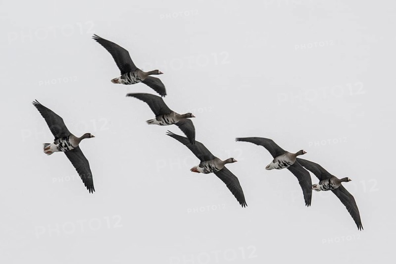 White-fronted geese (Anser albifrons), Lower Saxony, Germany
