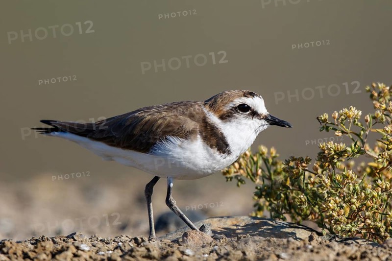 Kentish Plover (Charadrius alexandrinus) male, Lesvos, Greece