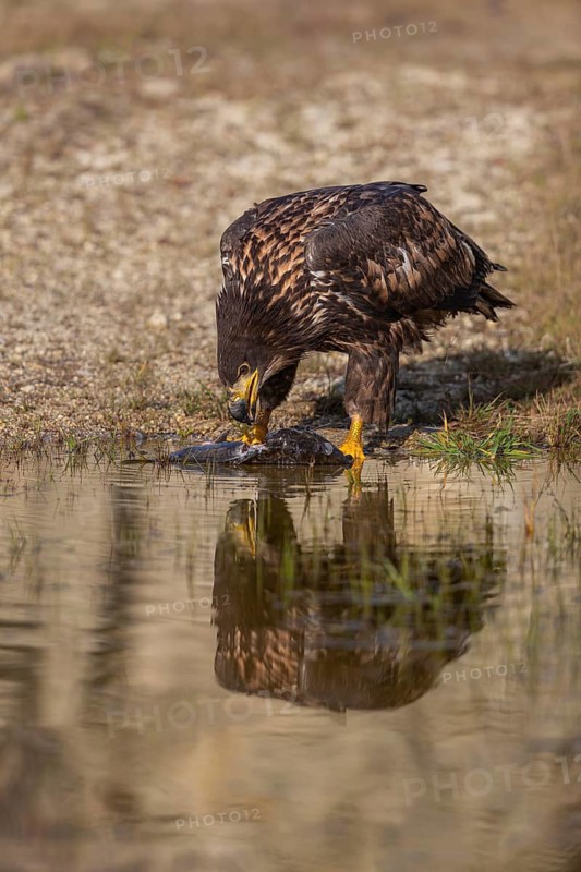 One white-tailed eagle (Haliaeetus albicilla) sitting lakeshore in early light, feeding on a common carp.Full reflection of the bird in the water