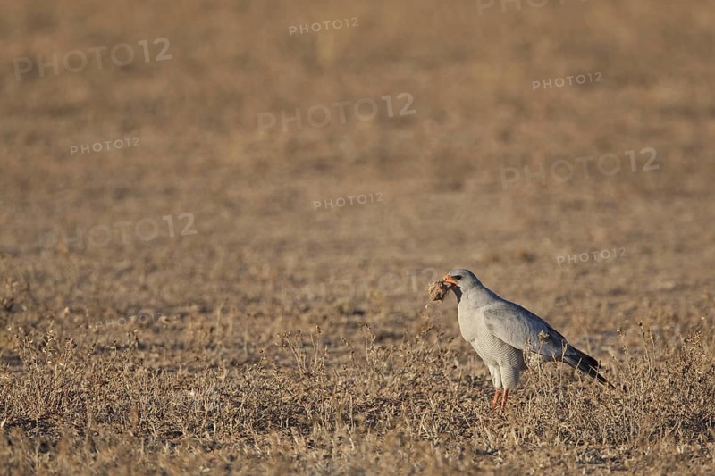 Pale Chanting Goshawk (Melierax canorus), Northern Cape, South Africa