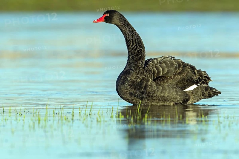 Black swan (Cygnus atratus), swims, waters, biotope, habitat, foraging, swan family, Der Spieß nature reserve, Rheindürkheim, Rhineland-Palatinate, Germany