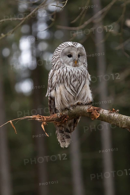 One Ural owl (Strix uralensis) sitting on a branch of a tree in a forest