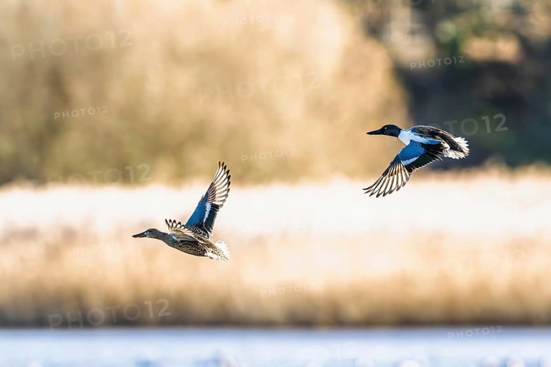 Northern Shoveler, Spatula clypeata, birds in flight over marshes