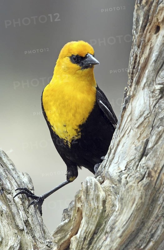 Yellow-headed Blackbird (Xanthocephalus xanthocephalus) male, British Columbia, Canada