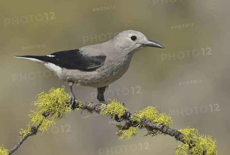 Clark's Nutcracker (Nucifraga columbiana), Oregon, USA
