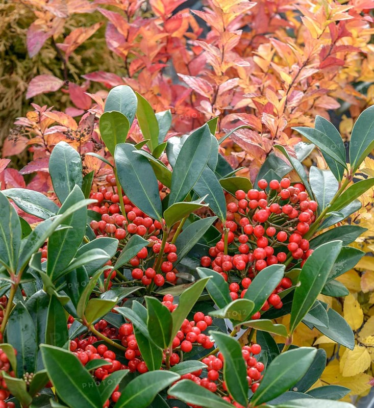 Skimmia (Skimmia japonica 'Pabella'), BS Sämann, Federal Republic of Germany