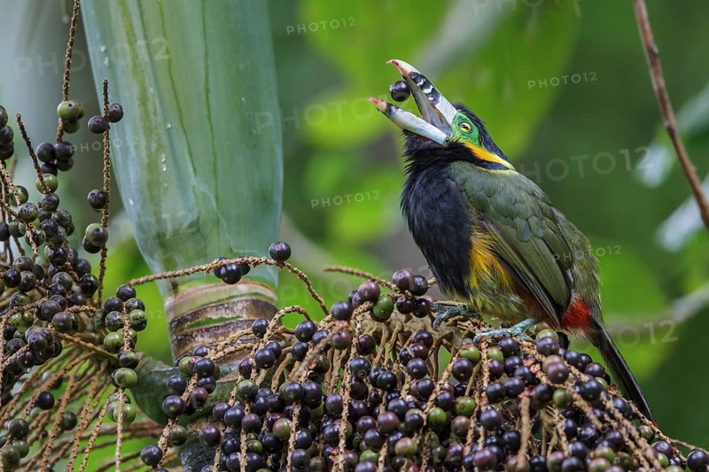 Spot-billed Toucanet (Selenidera maculirostris) feeding on palm fruits in the Atlantic rainforest of southeast Brazil