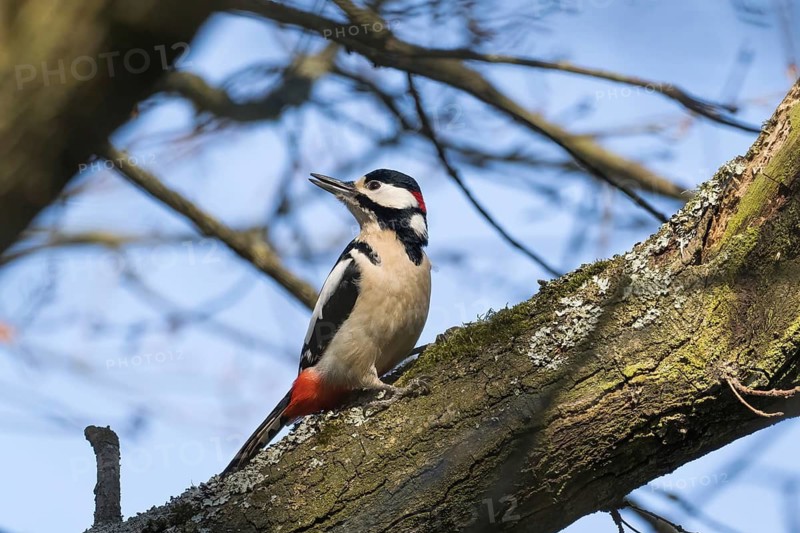 A great spotted woodpecker (Dendrocopos major) sits on a branch and looks into the distance against the blue sky, shoulder view, Hesse, Germany