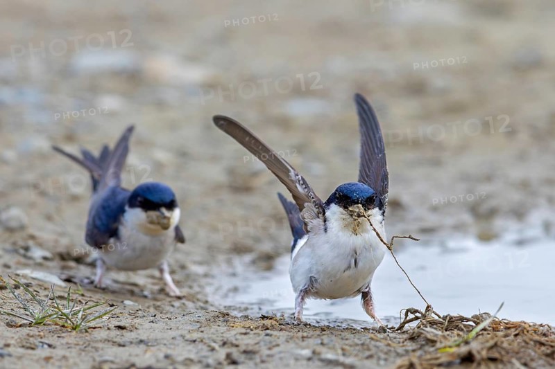 Two common house martins, northern house martin pair (Delichon urbicum) collecting mud in beak from puddle for building nest in spring