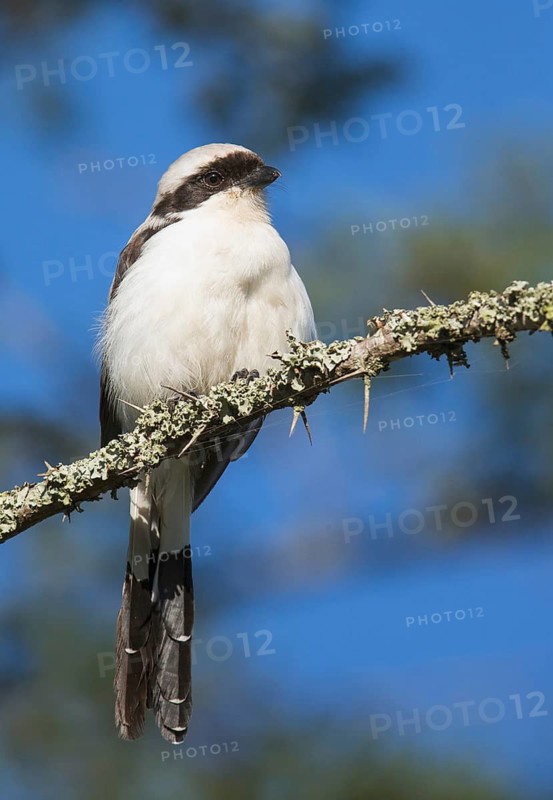 Grey-backed Fiscal (Lanius excubitoroides), Uganda