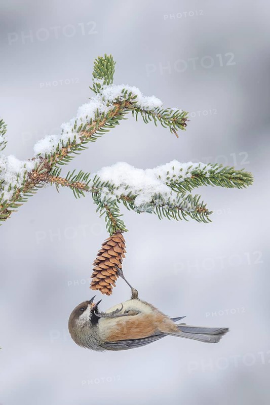 Boreal Chickadee (Poecile hudsonicus), Alaska, USA