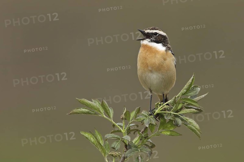 Whinchat (Saxicola rubetra) male singing, Saxony-Anhalt, Germany