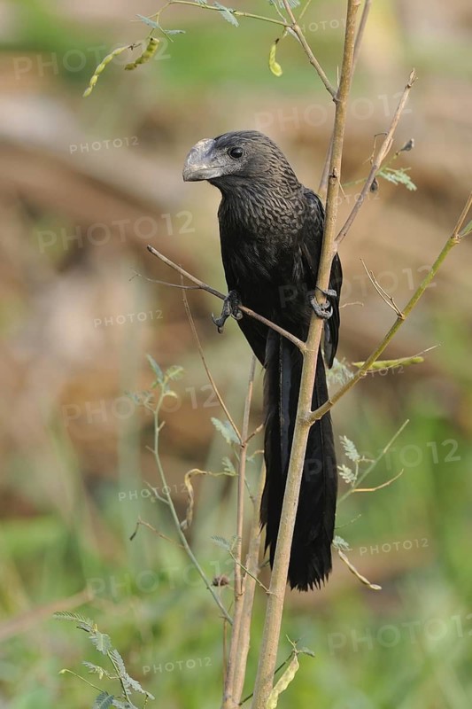 Smooth-billed Ani (Crotophaga ani), Pantanal, Brazil