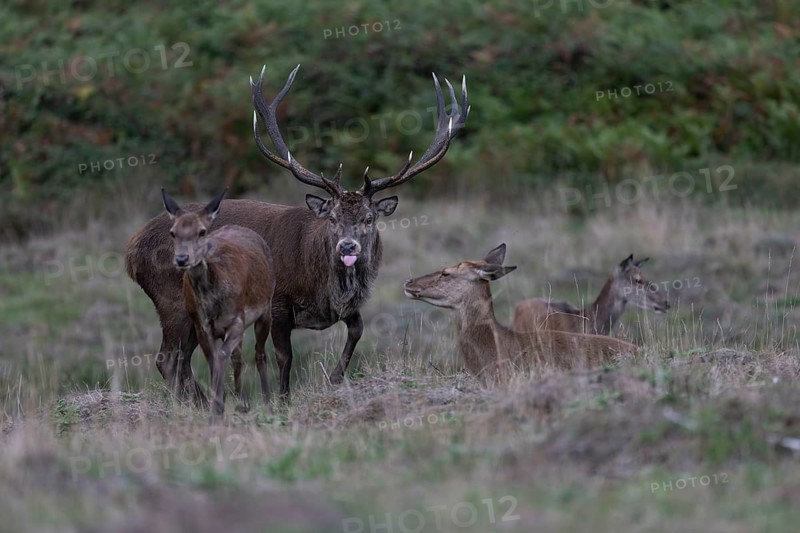 Red deer at the rutting 2025, London, Great Britain