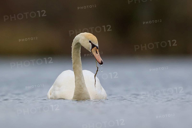 Mute Swan (Cygnus olor), North Rhine-Westphalia, Germany