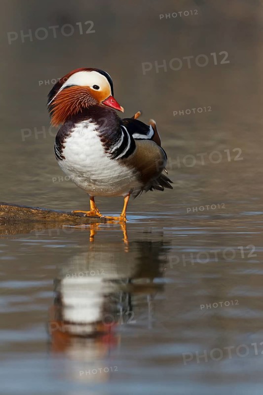 Mandarin Duck (Aix galericulata) male, Baden-Wuerttemberg, Germany