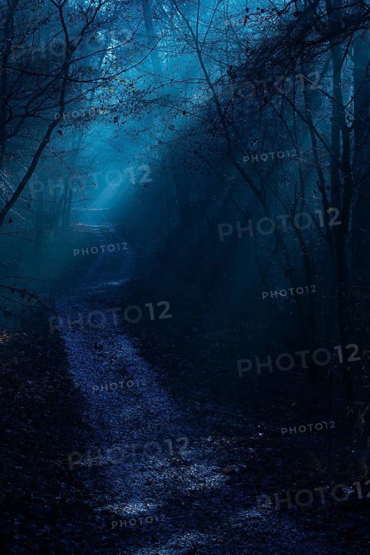 A path leads through a deep, shimmering blue night forest, dark forest in shades of blue with shadows and a mysterious, mystical atmosphere, fog, dark, cool, frosty, forest path, path, silence, frightening landscape, mood, haze, light rays, moonlight, dim, haze, twilight, moon, glow, night, trees, scary, darkness, lighting mood, nature, horror symbol, phobia, nightmare, uncertainty, Lüneburg district, Lower Saxony, Germany