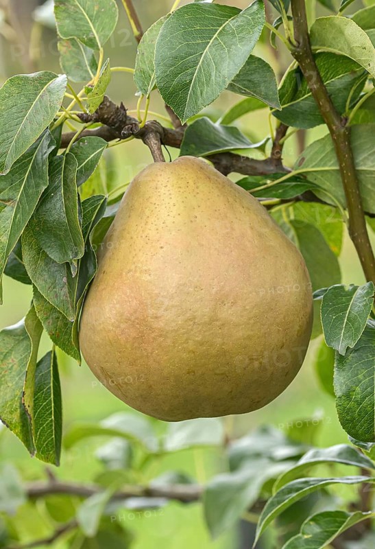 Pear (Pyrus communis 'Broncet'), Bundessorteamt, Germany