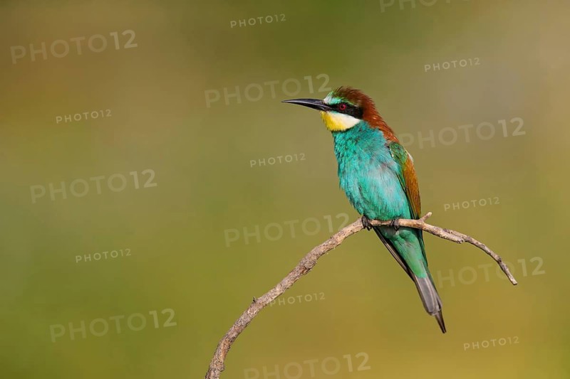 Bee-eater, (Merops apiaster), Animals, Birds, Raptor family, Perching station, Muselievo, Muselievo, Pleven, Bulgaria
