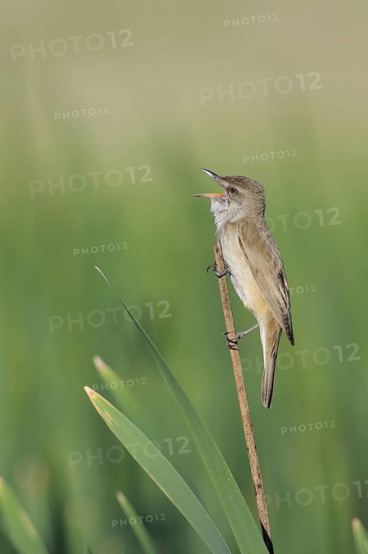 Great Reed Warbler (Acrocephalus arundinaceus) singing, Bulgaria