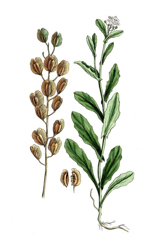 Thlaspi arvense, field ragweed, digital reproduction of a historical original, between 1790 and 1810