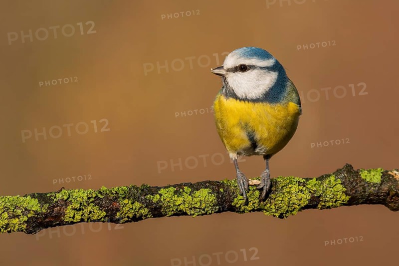 Eurasian Blue Tit (Cyanistes caeruleus) perched on a branch, Lower Saxony, Germany