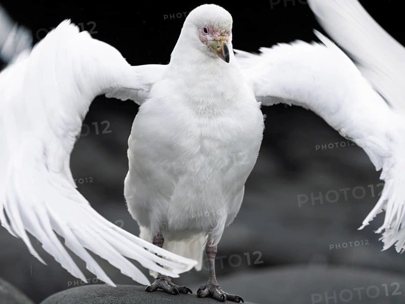White-faced sheathbill (Chionis albus), adult bird with outspread wings standing on a rock, frontal view, Antarctic Peninsula, Antarctica