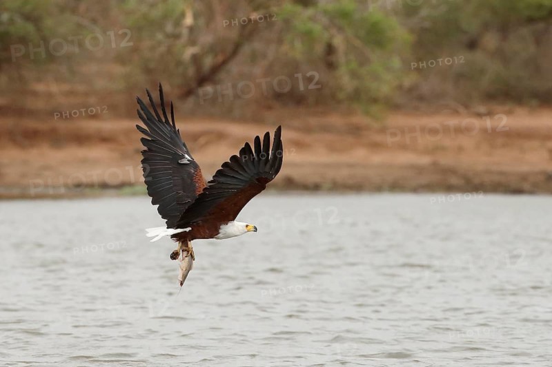 African Fish Eagle (Haliaeetus vocifer) flying with fish prey in its claws, Kruger National Park, South Africa