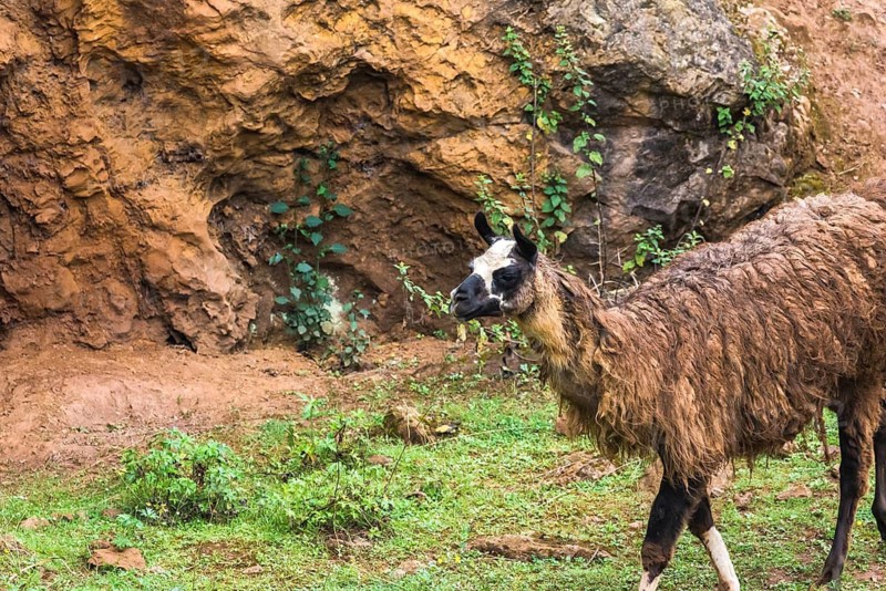 A llama is seen grazing on grass with a rocky backdrop. The lush greenery and rugged terrain highlight its natural habitat, showcasing the llama's adaptability and charm