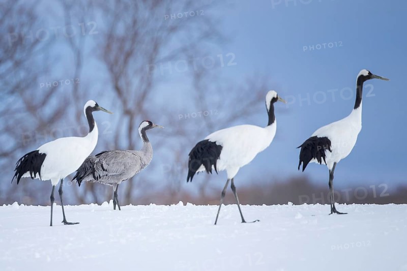 Red-crowned Crane (Grus japonensis) group with juvenile on snow, Hokkaido, Japan