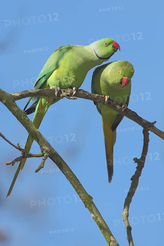 Two collared parakeet (Psittacula krameri), pair, caressing, male, female, parakeet, parrot, Luisenpark, Mannheim, Hesse, Germany