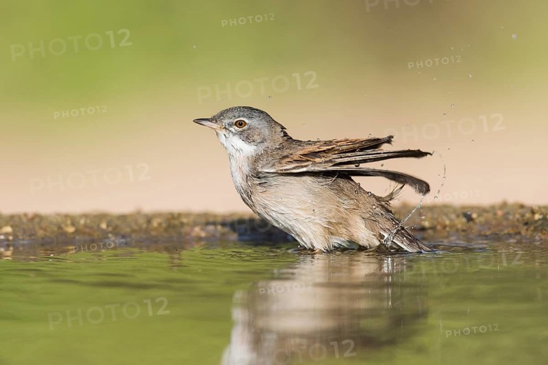 Common Whitethroat (Sylvia communis) male bathing, Eilat, Israel