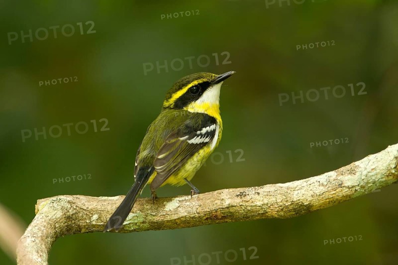Yellow-breasted Boatbill (Machaerirhynchus flaviventer secundus) female, Queensland, Australia