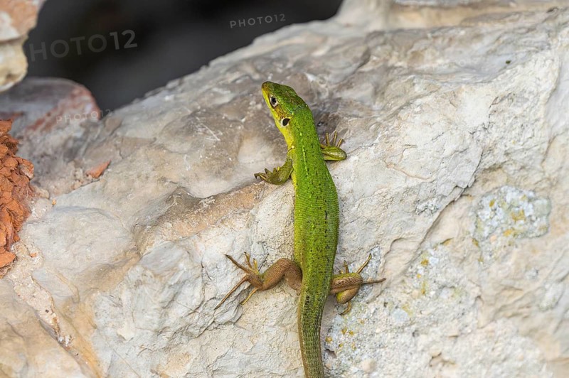 European green lizard (Lacerta viridis) female on a rock, Cres Croatia