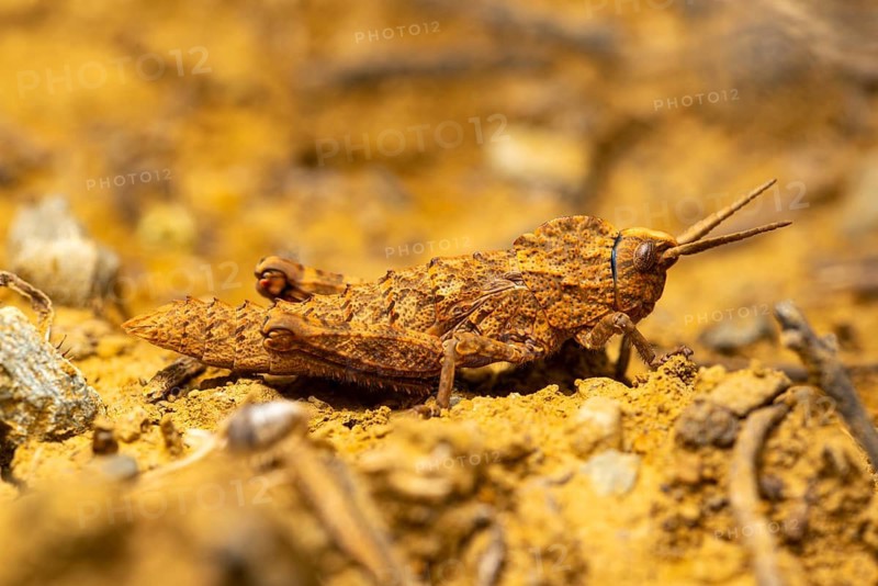 An excellently camouflaged grasshopper blends seamlessly into its rocky environment, showcasing a perfect example of natural insect camouflage techniques