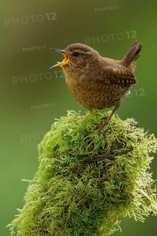 Pacific Wren (Troglodytes pacificus) perched on a branch in British Colombia, Canada